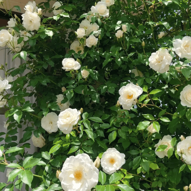 🌸【7 days germination】💐Beautiful Climbing Rose Seeds