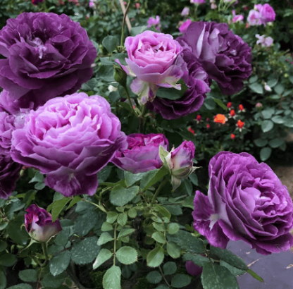 🌸【7 days germination】💐Beautiful Climbing Rose Seeds