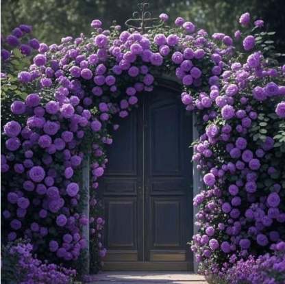 🌸【7 days germination】💐Beautiful Climbing Rose Seeds