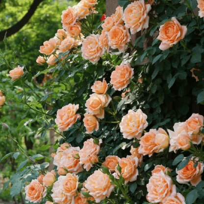 🌸【7 days germination】💐Beautiful Climbing Rose Seeds