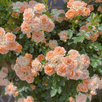 🌸【7 days germination】💐Beautiful Climbing Rose Seeds