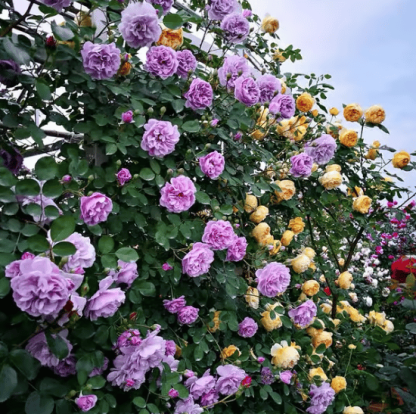 🌸【7 days germination】💐Beautiful Climbing Rose Seeds