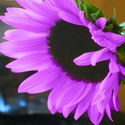 Purple Giant Sunflower Seeds-Sun Flower Rare Plant Garden