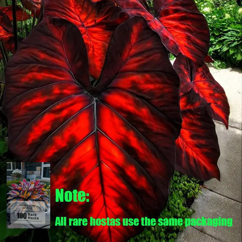 🌸 Rare Hosta Flower Seeds 🌿 | Unique Garden Beauty ✨
