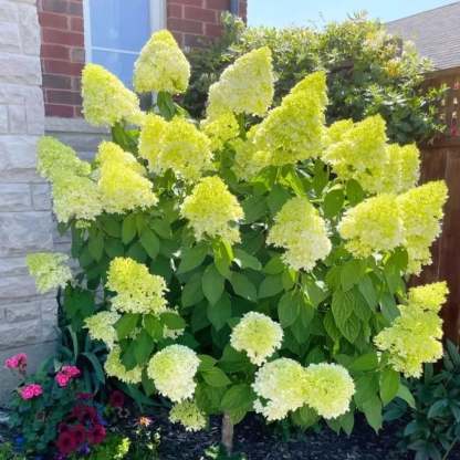 🌈Mix Hydrangea - Beautiful and Hardy Perennial Flowers for Your Garden