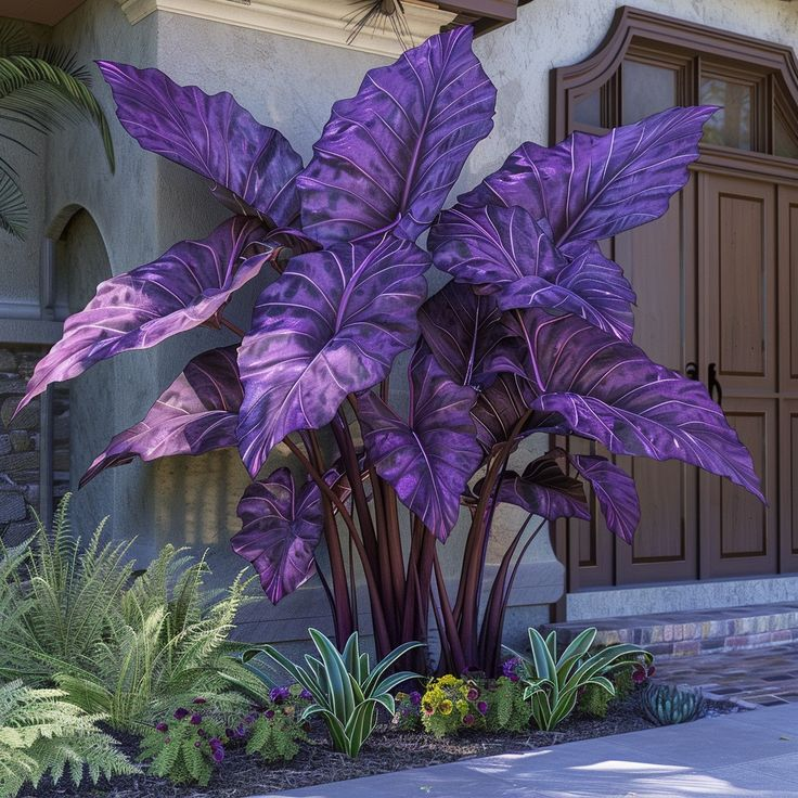 Royal Velvet-Giant Alocasia Bulbs🍃Transform Your Space with Tropical Majesty