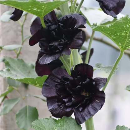 💐Double-flowered Hollyhock Seeds