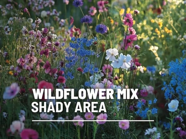 🔥Final Day Clearance Steals❗❗Wildflower Mix Assortment of Perennial Wildflowers - Perennial🌹