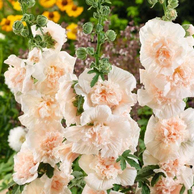 💐Double-flowered Hollyhock Seeds