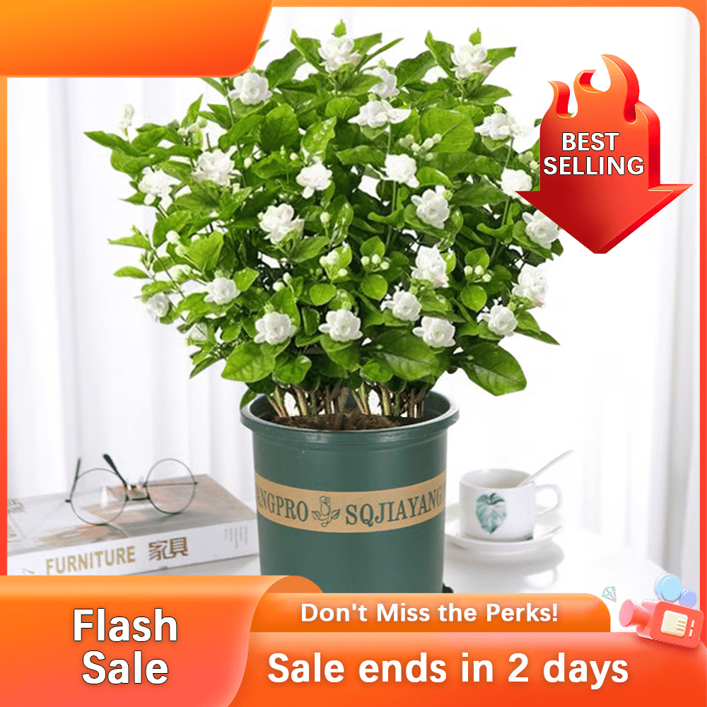 🏆Flash Sale⚡ 50K+ SOLD! Almost Gone-💥🌸 Jasmine Seeds,Best gifts
