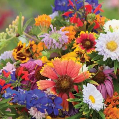 🔥Final Day Clearance Steals❗❗Wildflower Mix Assortment of Perennial Wildflowers - Perennial🌹
