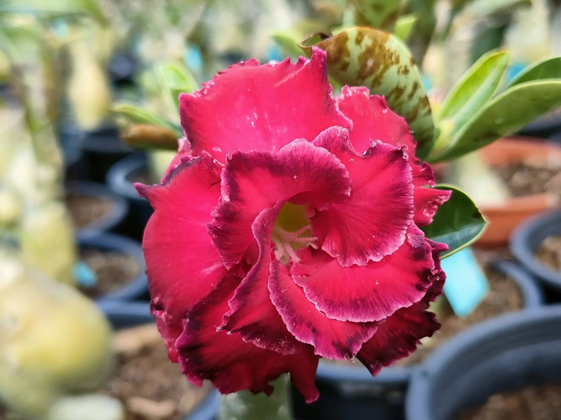 🌵🌹 Dive into Desert Beauty: Desert Rose Seeds for Your Tranquil Haven!-Various Colors🌱Long Flowering Period 🏜️🌺