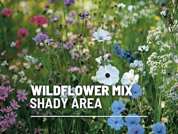 🔥Final Day Clearance Steals❗❗Wildflower Mix Assortment of Perennial Wildflowers - Perennial🌹