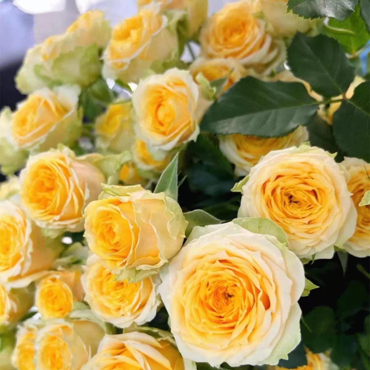 🌺Climbing Rose Seeds | Free Fertilizer--Supplement nitrogen, phosphorus and potassium