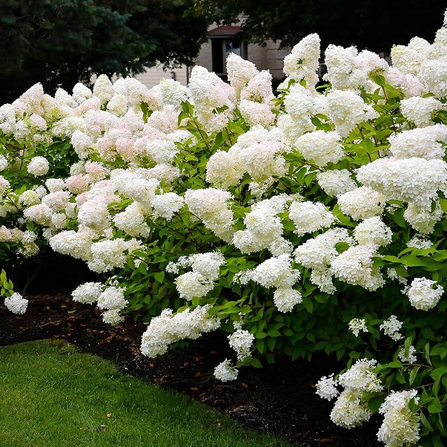 🌈Mix Hydrangea - Beautiful and Hardy Perennial Flowers for Your Garden
