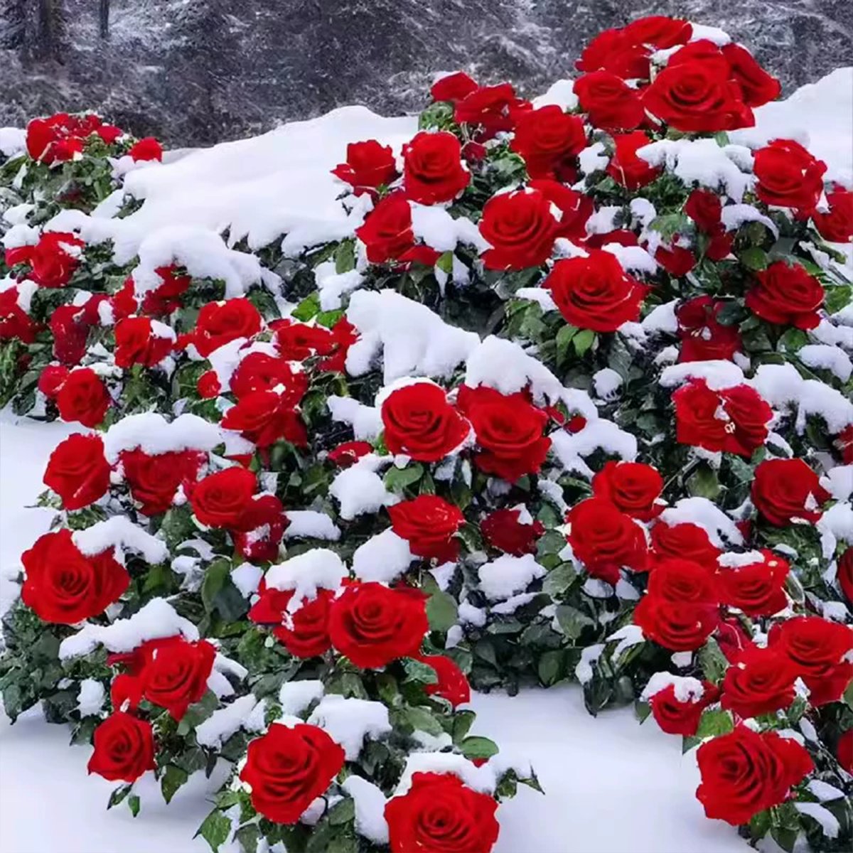 🌺Climbing Rose Seeds | Free Fertilizer--Supplement nitrogen, phosphor