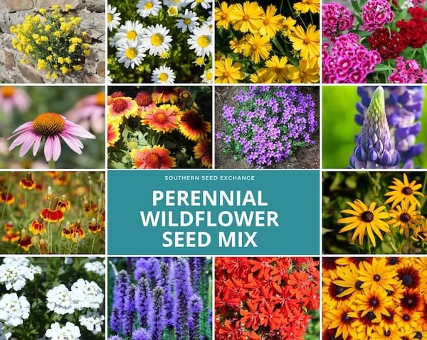 🔥Final Day Clearance Steals❗❗Wildflower Mix Assortment of Perennial Wildflowers - Perennial🌹