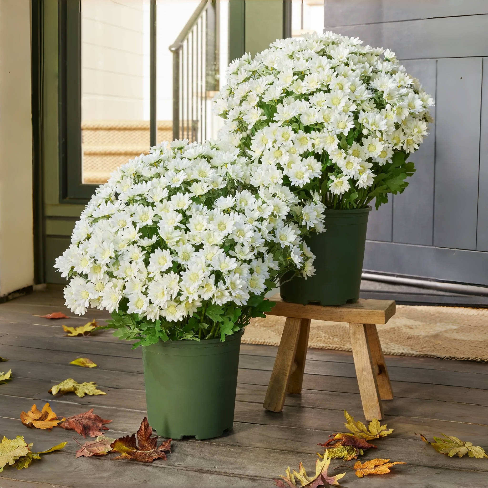 🏆Flash Sale⚡Artificial Outdoor Sunset Mums Flowers - UV resistant, Wa