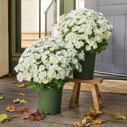 🏆Flash Sale⚡Artificial Outdoor Sunset Mums Flowers - UV resistant, Waterproof, Windproof