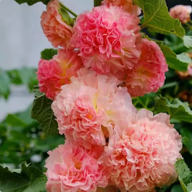 🔥Double Hollyhock Seeds