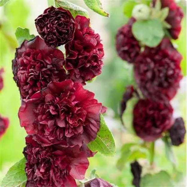 🔥Double Hollyhock Seeds