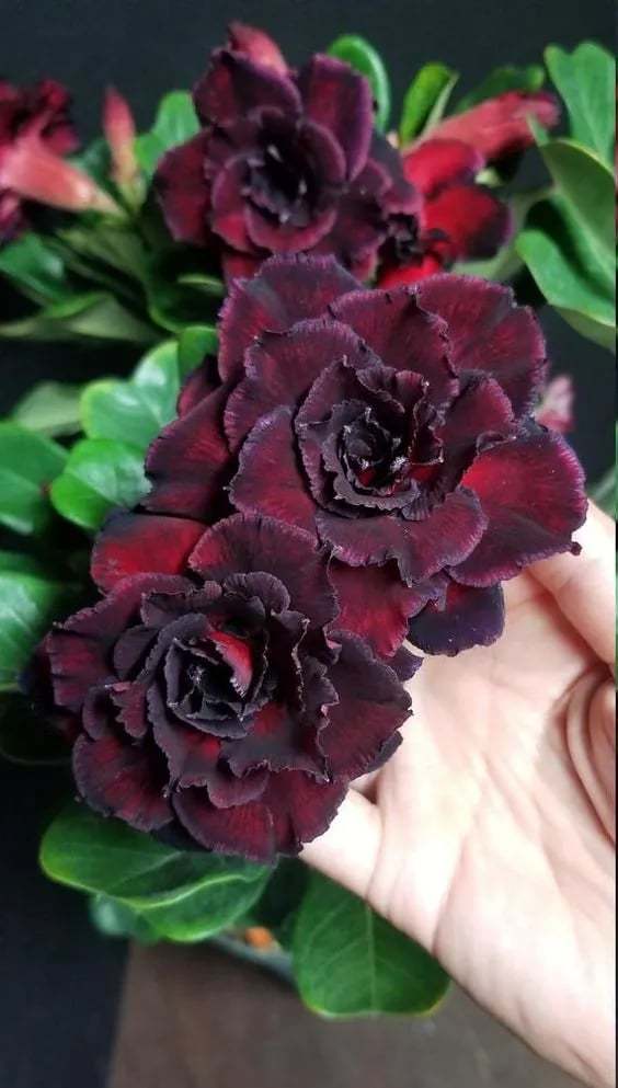 🌵🌹 Dive into Desert Beauty: Desert Rose Seeds for Your Tranquil Haven!-Various Colors🌱Long Flowering Period 🏜️🌺