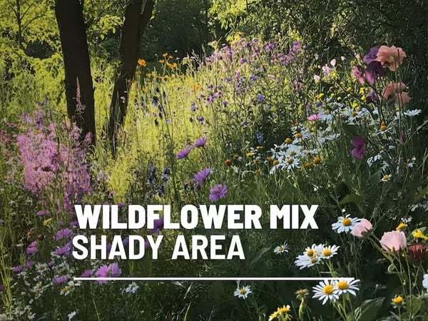 🔥Final Day Clearance Steals❗❗Wildflower Mix Assortment of Perennial Wildflowers - Perennial🌹