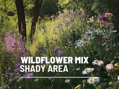 🔥Final Day Clearance Steals❗❗Wildflower Mix Assortment of Perennial Wildflowers - Perennial🌹