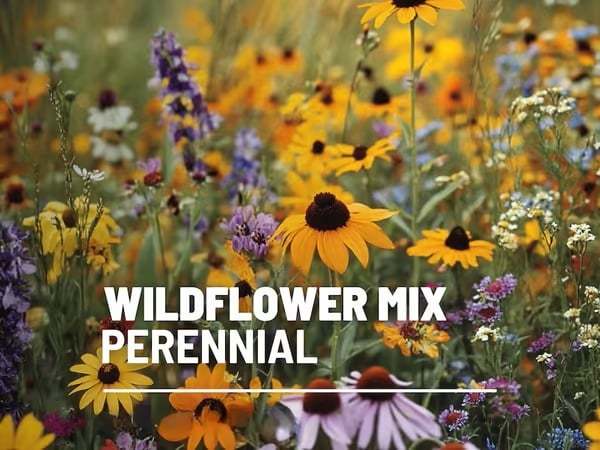 🔥Final Day Clearance Steals❗❗Wildflower Mix Assortment of Perennial Wildflowers - Perennial🌹
