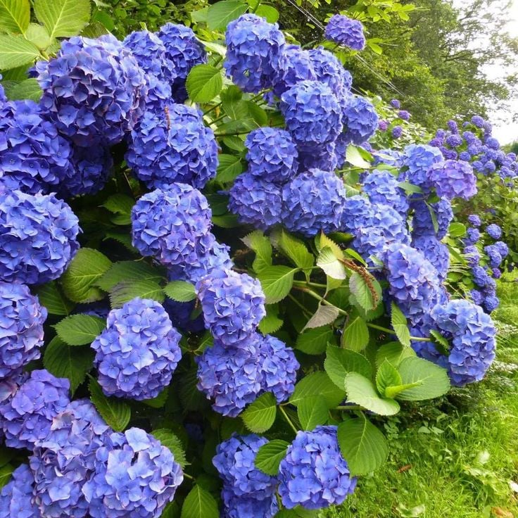🌈Mix Hydrangea - Beautiful and Hardy Perennial Flowers for Your Garden