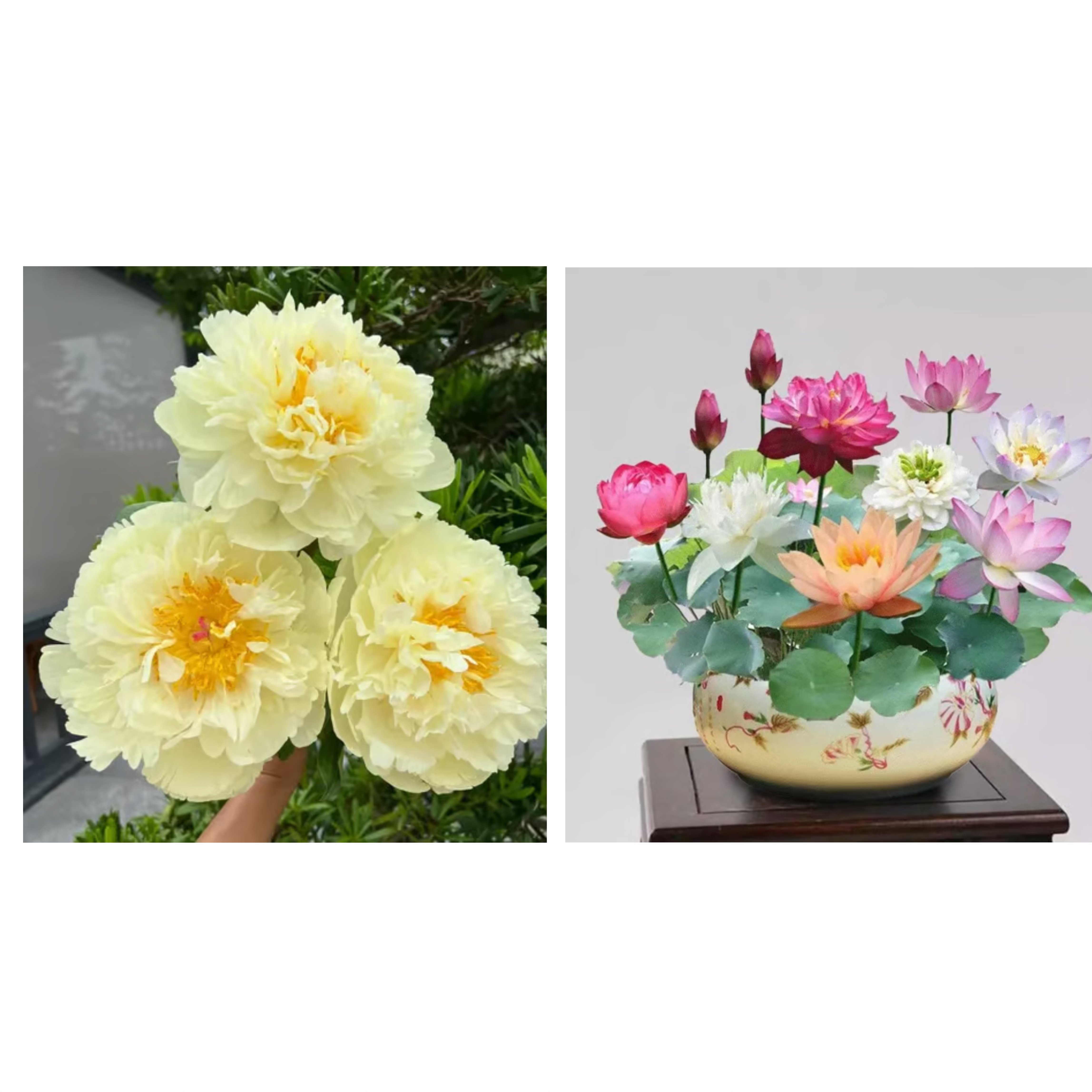 🔥🌺THE QUEEN OF FLOWERS—DOUBLE PETALED PIANI