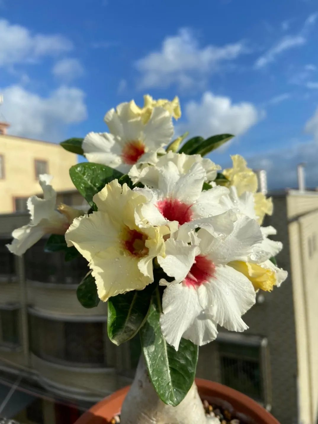 🌵🌹 Dive into Desert Beauty: Desert Rose Seeds for Your Tranquil Haven!-Various Colors🌱Long Flowering Period 🏜️🌺