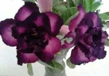 🌵🌹 Dive into Desert Beauty: Desert Rose Seeds for Your Tranquil Haven!-Various Colors🌱Long Flowering Period 🏜️🌺