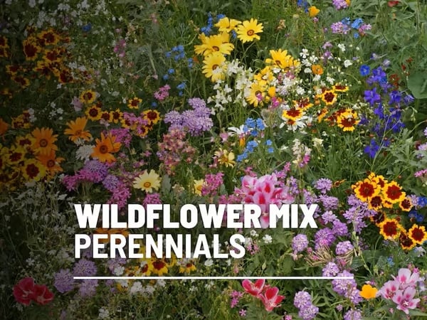 🔥Final Day Clearance Steals❗❗Wildflower Mix Assortment of Perennial Wildflowers - Perennial🌹