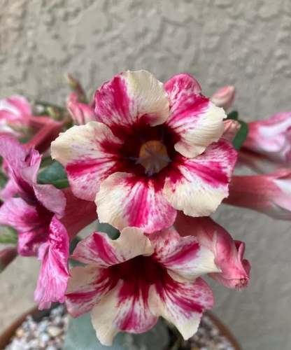 🌵🌹 Dive into Desert Beauty: Desert Rose Seeds for Your Tranquil Haven!-Various Colors🌱Long Flowering Period 🏜️🌺