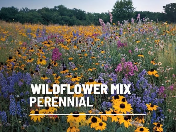 🔥Final Day Clearance Steals❗❗Wildflower Mix Assortment of Perennial Wildflowers - Perennial🌹