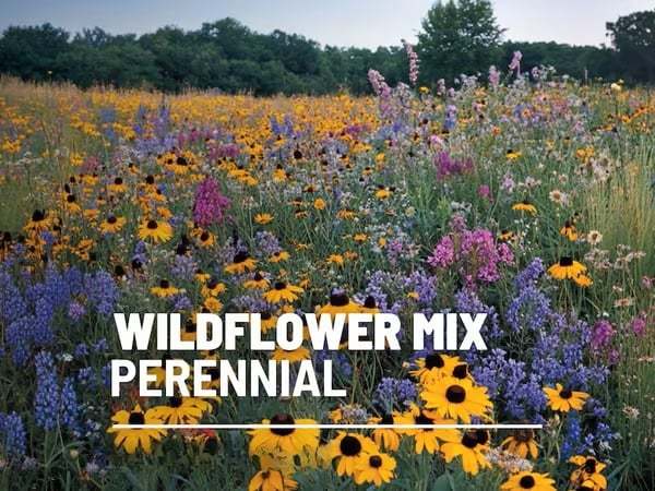 🔥Final Day Clearance Steals❗❗Wildflower Mix Assortment of Perennial Wildflowers - Perennial🌹