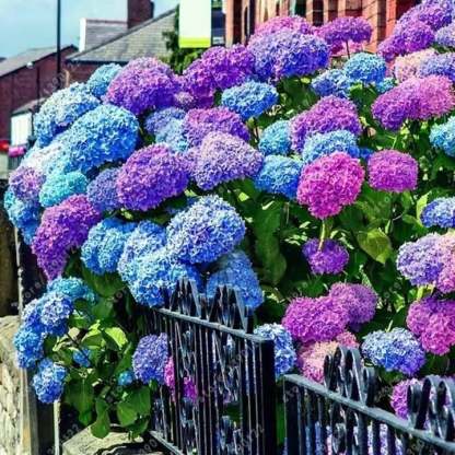 🌈Mix Hydrangea - Beautiful and Hardy Perennial Flowers for Your Garden