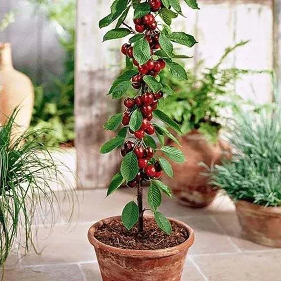 🍒Rainier Cherry Fruit Seeds
