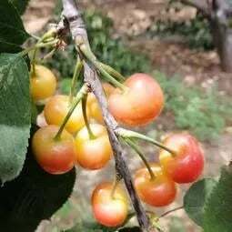 🍒Rainier Cherry Fruit Seeds