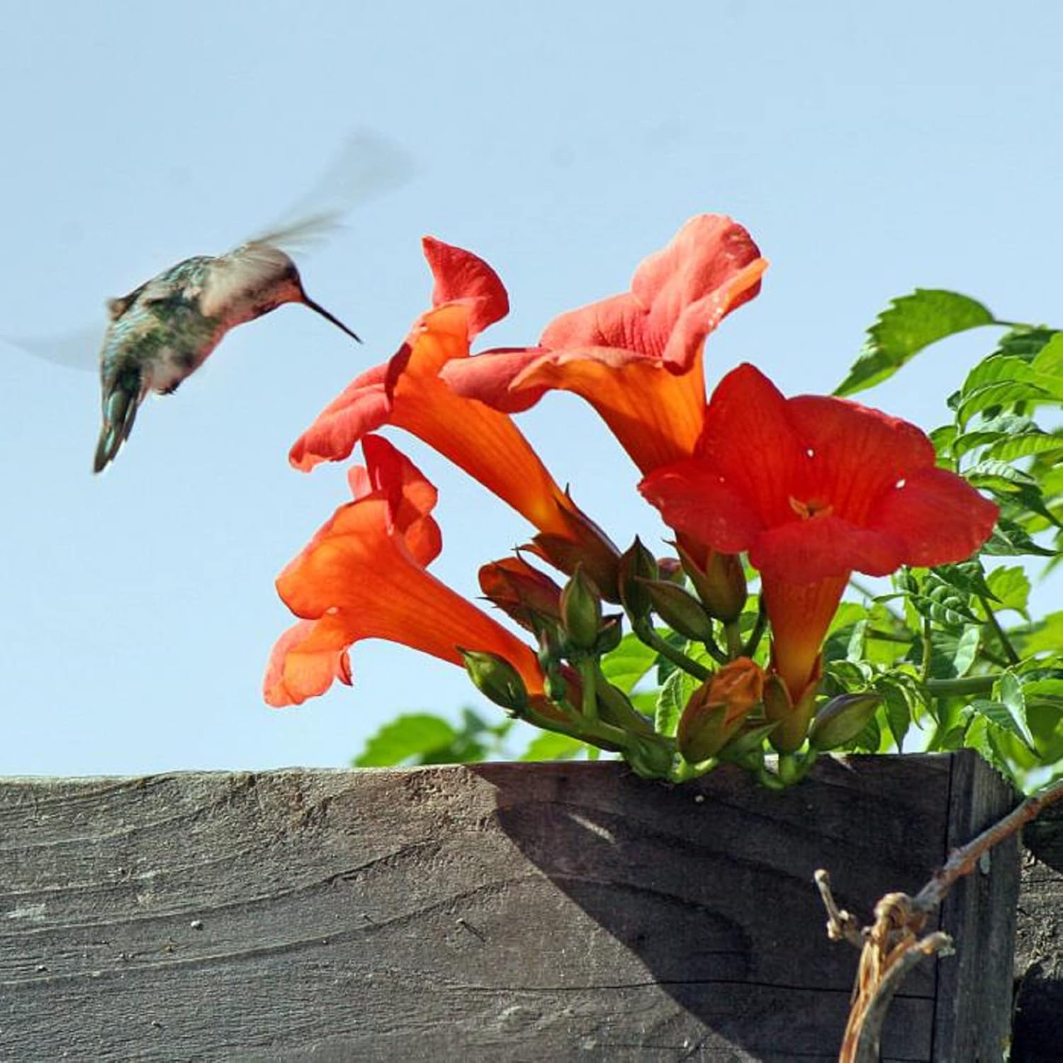 🐦"Hummingbird Carpet"🌸Epilobium garrettii – Rainbow Burst 🌈