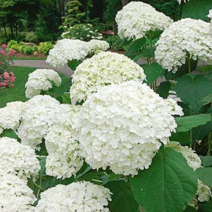 🌈Mix Hydrangea - Beautiful and Hardy Perennial Flowers for Your Garden