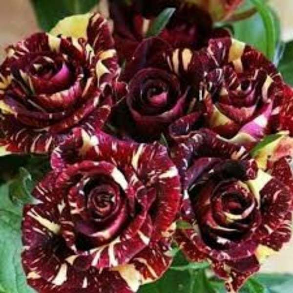 🔥RARE BLACK RED ROSE FLOWER SEEDS