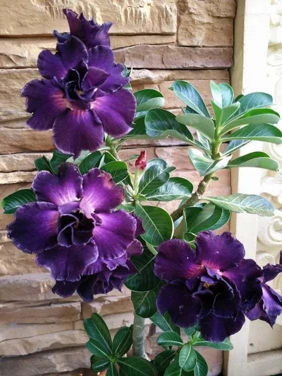 🌵🌹 Dive into Desert Beauty: Desert Rose Seeds for Your Tranquil Haven!-Various Colors🌱Long Flowering Period 🏜️🌺
