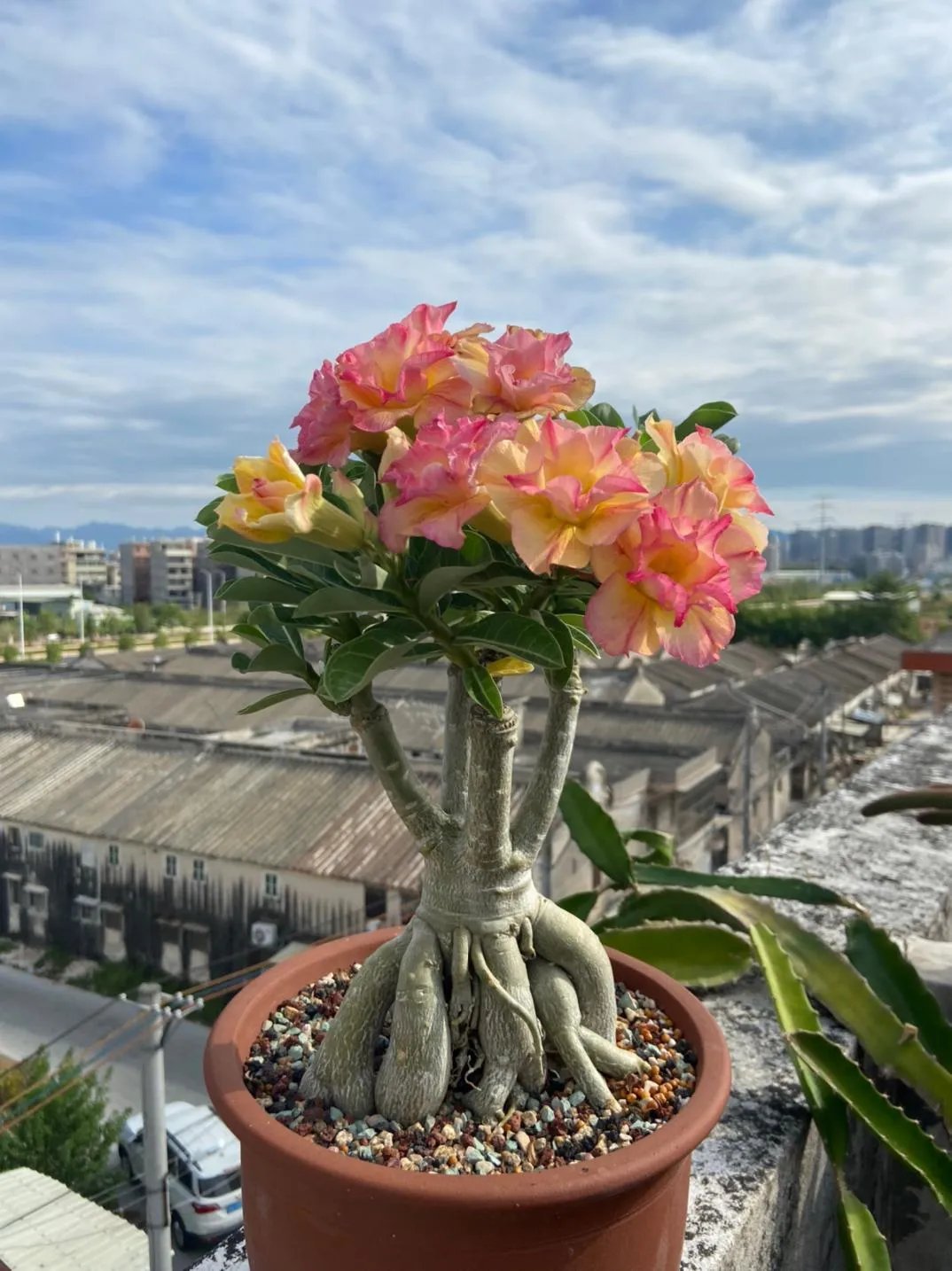🌵🌹 Dive into Desert Beauty: Desert Rose Seeds for Your Tranquil Haven!-Various Colors🌱Long Flowering Period 🏜️🌺