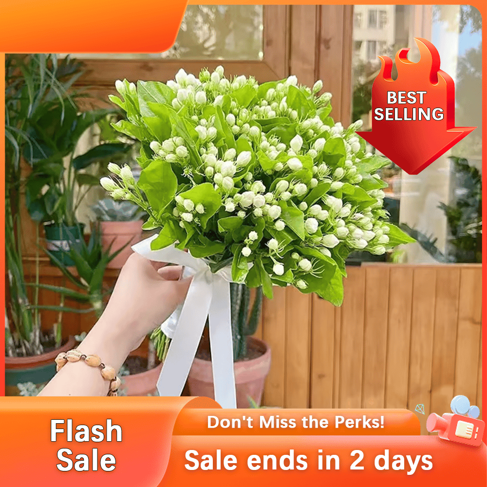 🏆Flash Sale⚡ 50K+ SOLD! Almost Gone-💥🌸 Jasmine Seeds,Best gifts