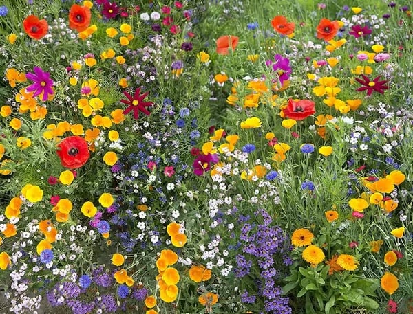 🔥Final Day Clearance Steals❗❗Wildflower Mix Assortment of Perennial Wildflowers - Perennial🌹