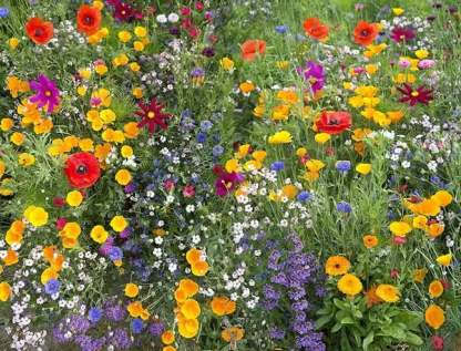 🔥Final Day Clearance Steals❗❗Wildflower Mix Assortment of Perennial Wildflowers - Perennial🌹