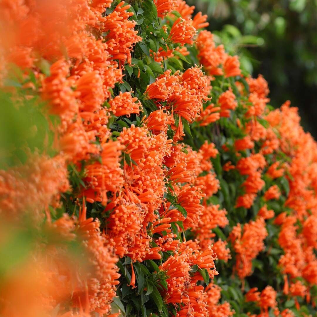 🐦"Hummingbird Carpet"🌸Epilobium garrettii – Rainbow Burst 🌈
