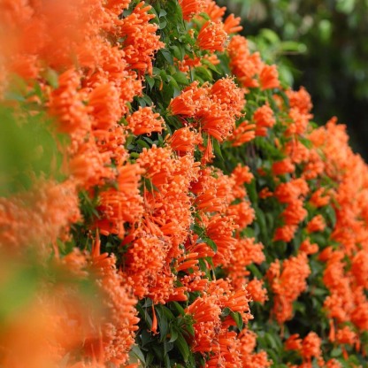 🐦"Hummingbird Carpet"🌸Epilobium garrettii – Rainbow Burst 🌈